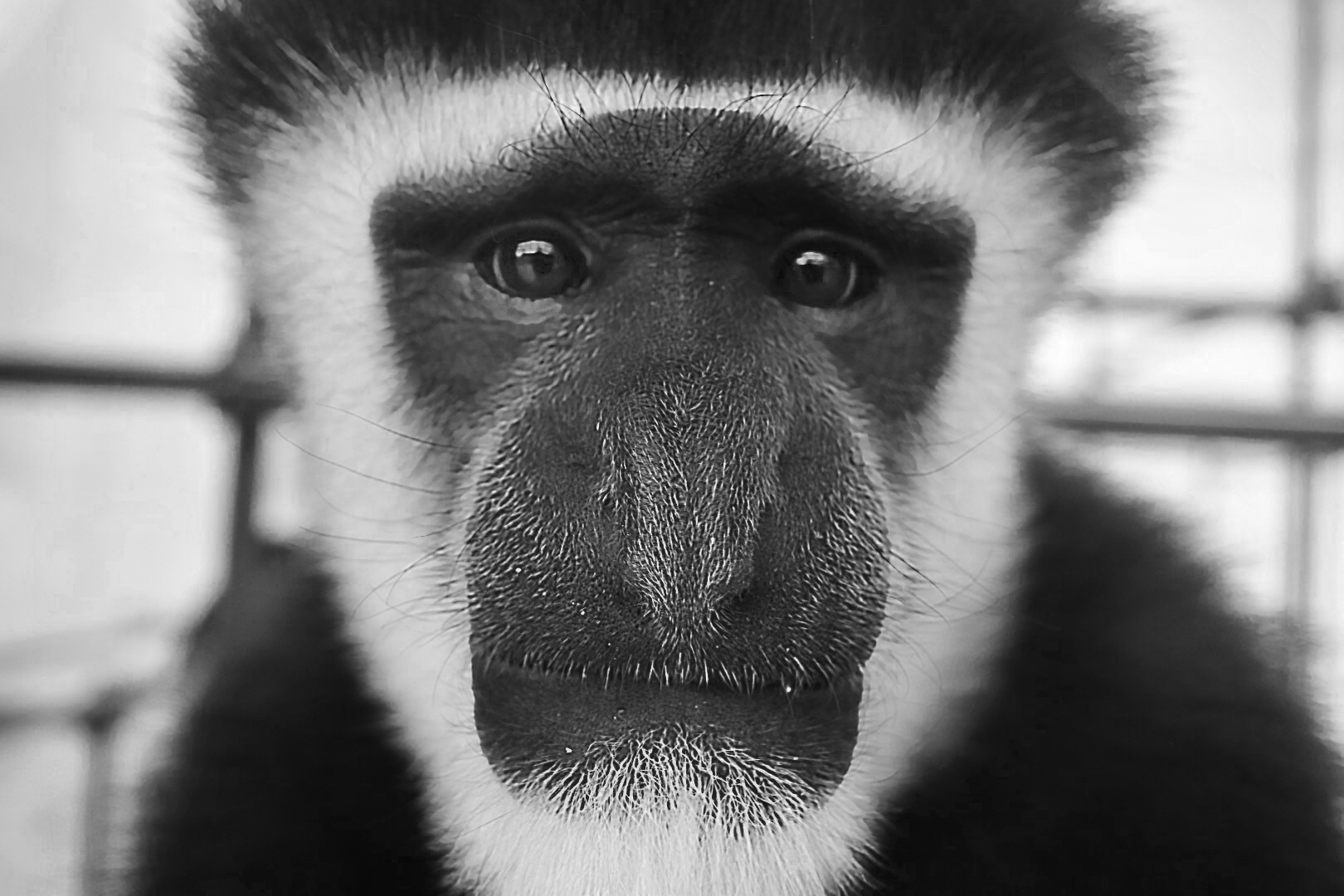 アビシニアコロブスの写真